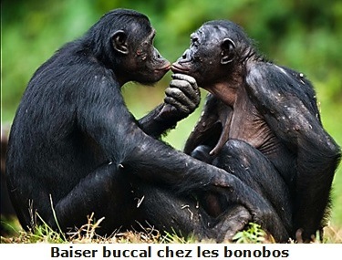 bonobos1